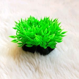 Aquarium mini plants. Green black. New.